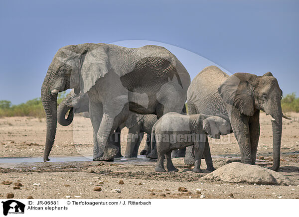 Afrikanische Elefanten / African elephants / JR-06581