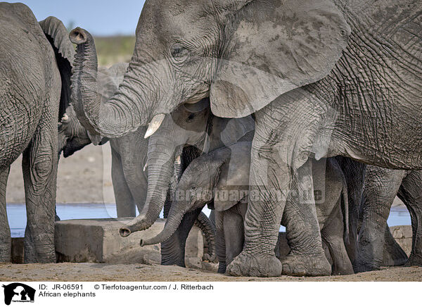 Afrikanische Elefanten / African elephants / JR-06591