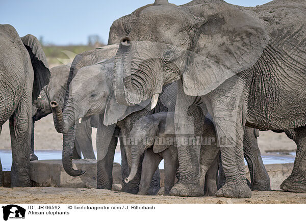 Afrikanische Elefanten / African elephants / JR-06592