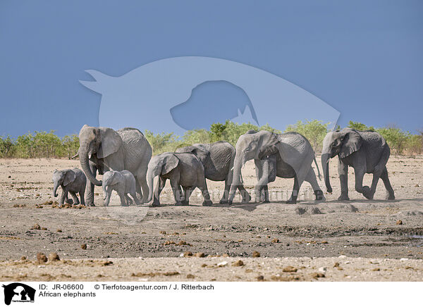 Afrikanische Elefanten / African elephants / JR-06600