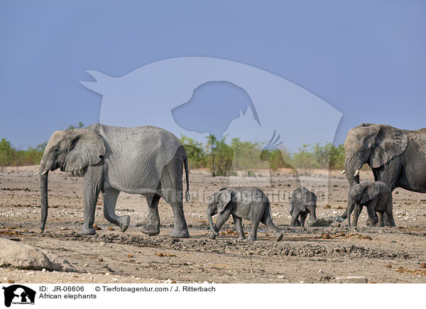 Afrikanische Elefanten / African elephants / JR-06606