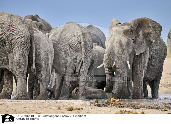 African elephants / JR-06610