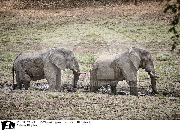 Afrikanischer Elefant / African Elephant / JR-07147