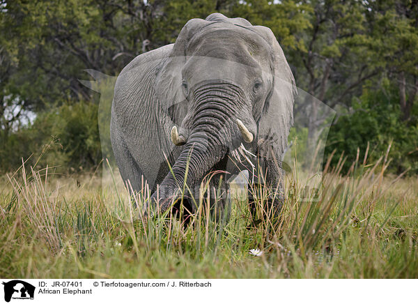 Afrikanischer Elefant / African Elephant / JR-07401