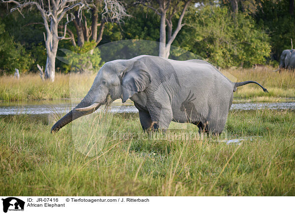 Afrikanischer Elefant / African Elephant / JR-07416