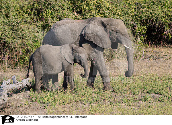 Afrikanischer Elefant / African Elephant / JR-07447