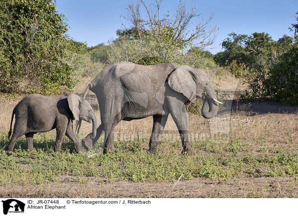 Afrikanischer Elefant / African Elephant / JR-07448