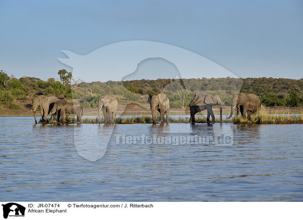 Afrikanischer Elefant / African Elephant / JR-07474