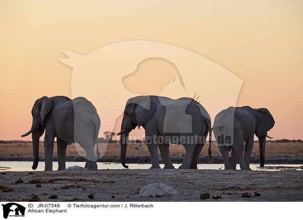 Afrikanischer Elefant / African Elephant / JR-07546