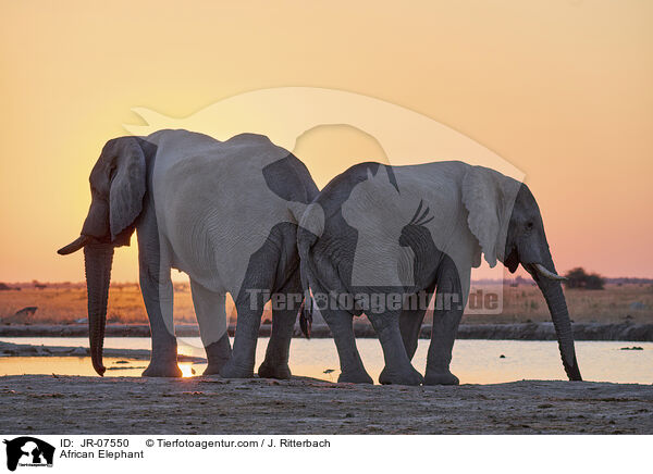 Afrikanischer Elefant / African Elephant / JR-07550