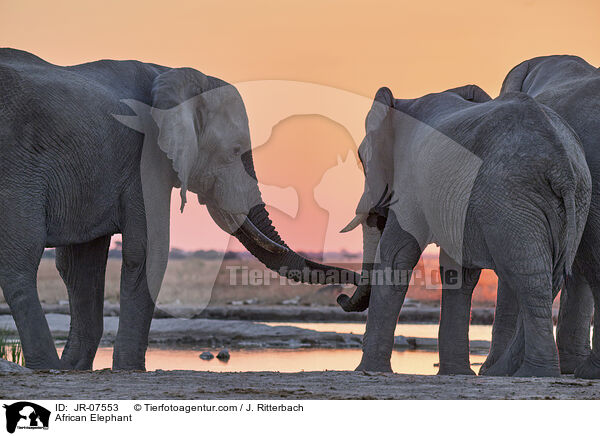 Afrikanischer Elefant / African Elephant / JR-07553