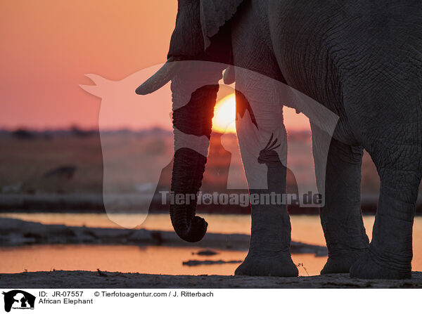 Afrikanischer Elefant / African Elephant / JR-07557