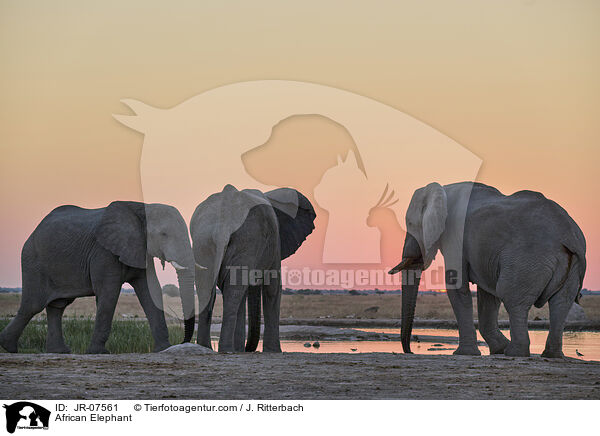 Afrikanischer Elefant / African Elephant / JR-07561