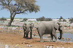 African elephant