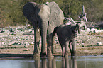 elephants