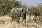 african elephant