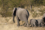 african elephant