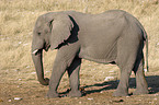 african elephant