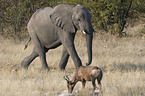 african elephant