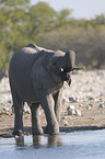 drinking elephant