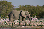 african elephant