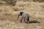 african elephant