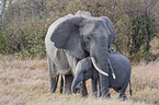 african elephant