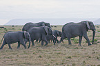 african elephant