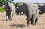 african elephant