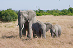 african elephant