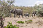 african elephant