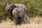 african elephant