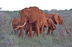 african elephants