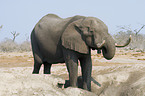 african elephant