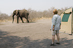 african elephant