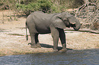 african elephant