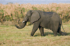 african elephant