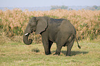 african elephant