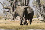 african elephant