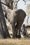 african elephant