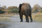 african elephant