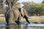 african elephant