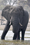 african elephant