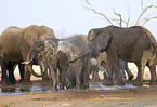 african elephant