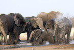 african elephant