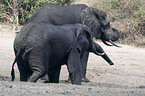 african elephant