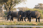 african elephant