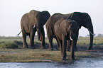 african elephant