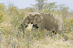 African Elephant