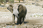 African Elephant